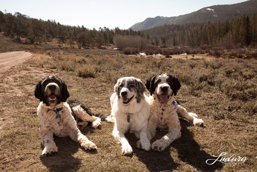 image of three big dogs outdoors in Wyoming