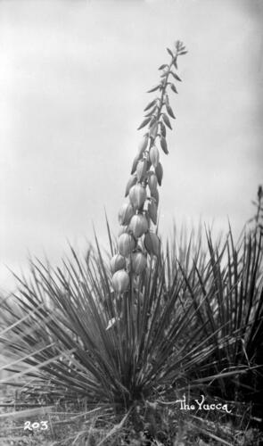 Yucca